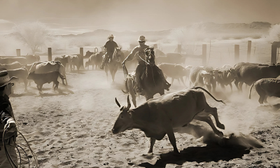Cowboys herding cattle at Cocoraque Ranch dude ranch in Tucson, Arizona