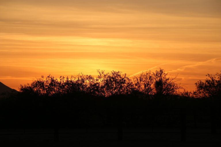 Silhouetted desert trees at sunset with vibrant orange sky, capturing the serene desert light at Cocoraque Ranch, a rustic wedding venue near Tucson, AZ.